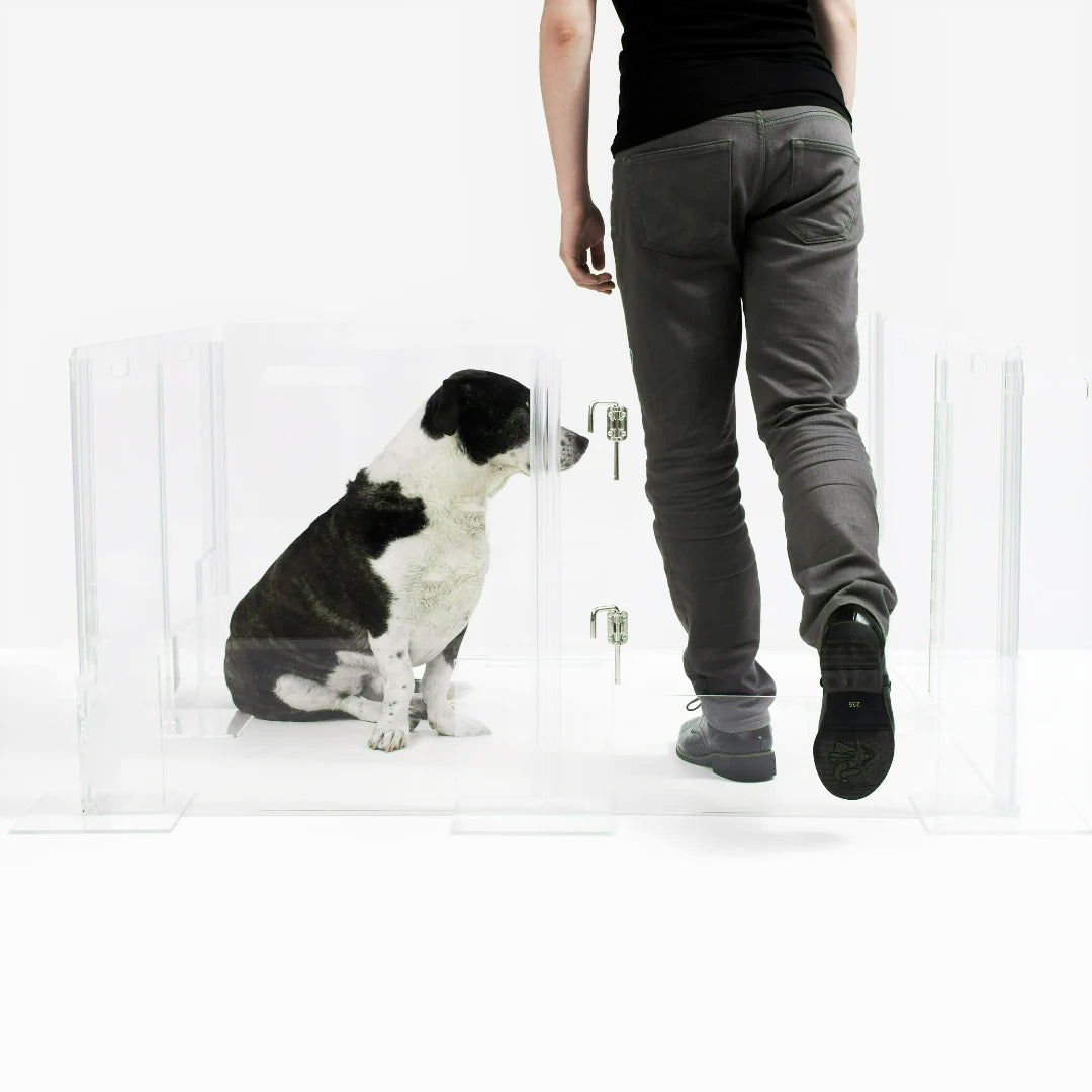 Medium size dog inside a clear acrylic pet playpen that has a door