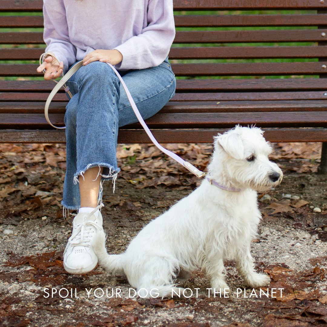 Dog Collar - Vegan Leather - Cute