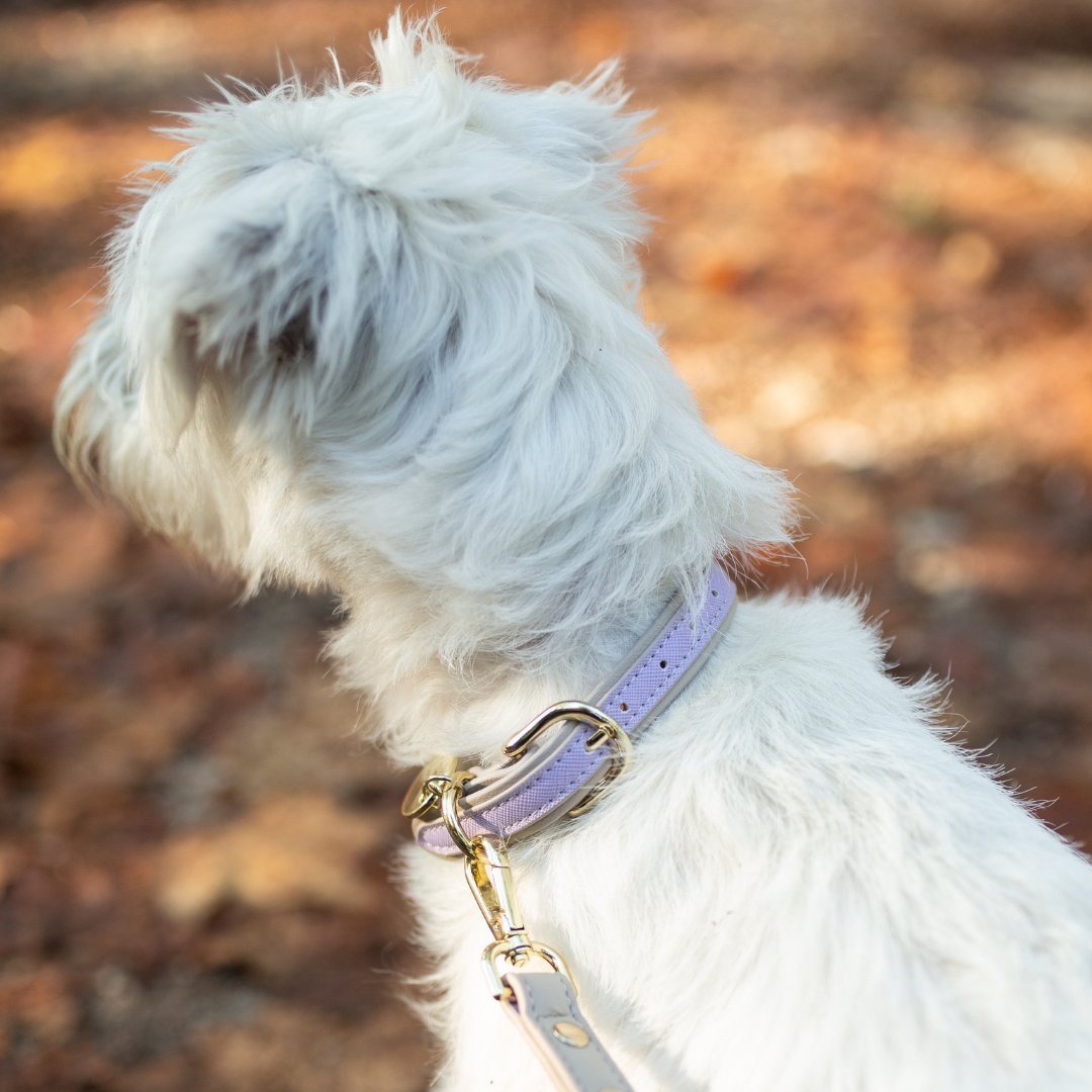 Dog Collar - Vegan Leather - Cute