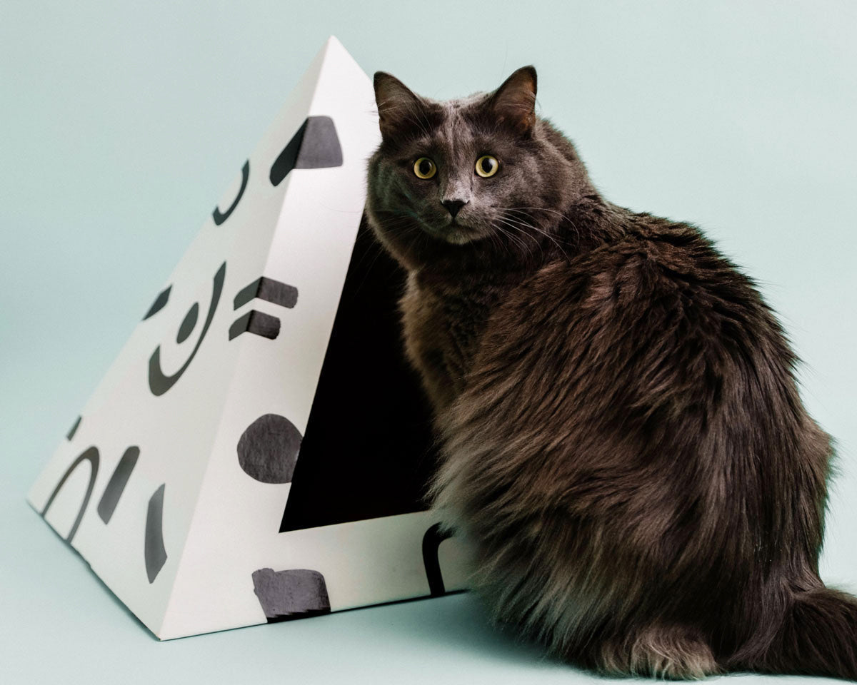 Cat sitting next to a geometric cardboard house on a light blue background