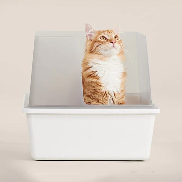 Orange cat inside a cute stylish cat litter box