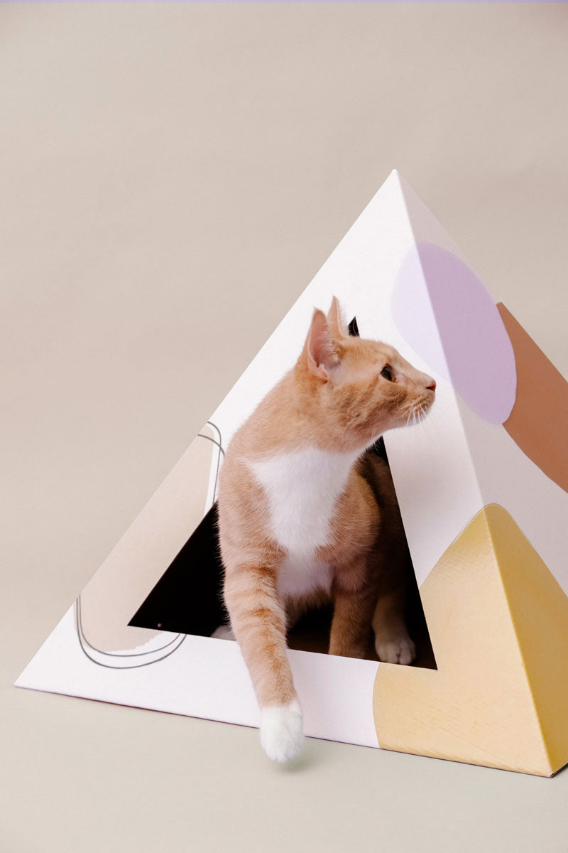 Cardboard Cat House | Abstract