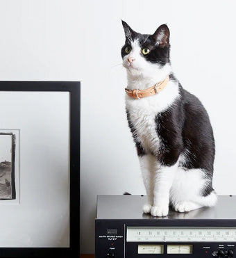Cat with designer lumi collar