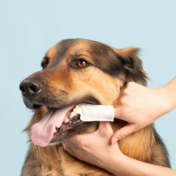 Dog with teeth cleaning wife in his mouth being held by a person against a light blue background