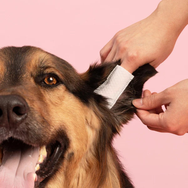 Dog with ear cleaning finger wipe on its ear being attended to by a person against a pink background