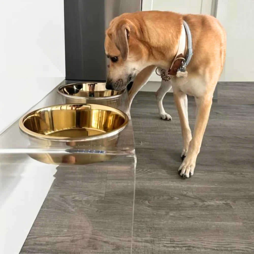 Large dg feeder with acrylic stand and quality stainless steel gold bowls