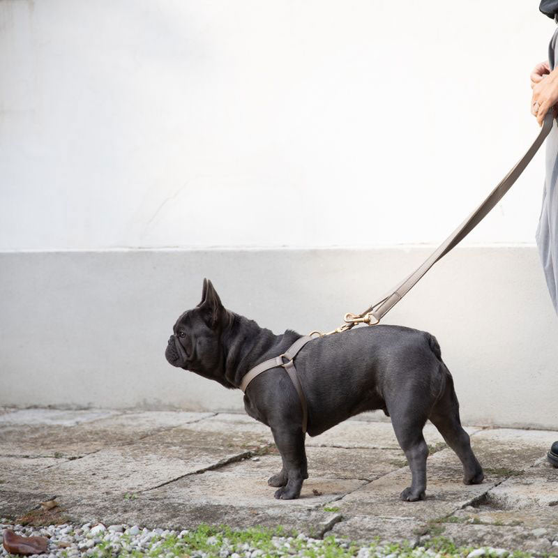 Nappa Leather Dog Harness For Medium Dogs