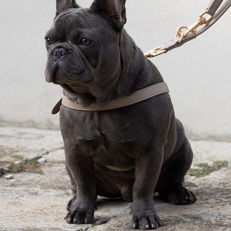 Nappa Leather Dog Harness For Medium Dogs