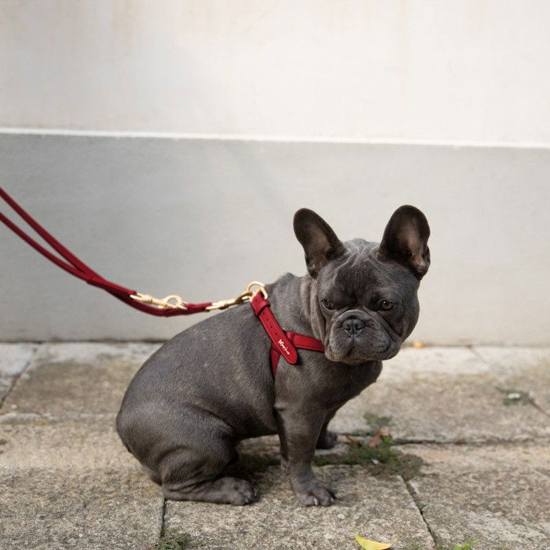 Nappa Leather Dog Harness For Medium Dogs
