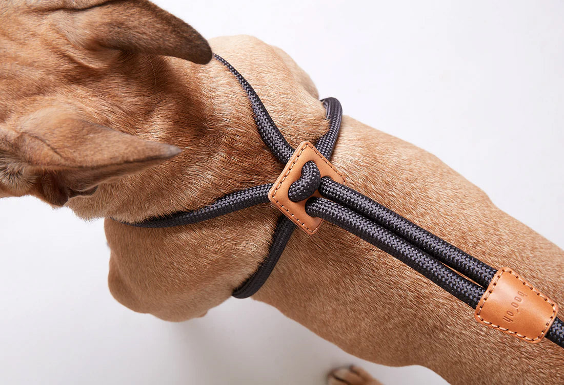Rhodesian Ridgeback with black luxury dog harness from Boo Oh