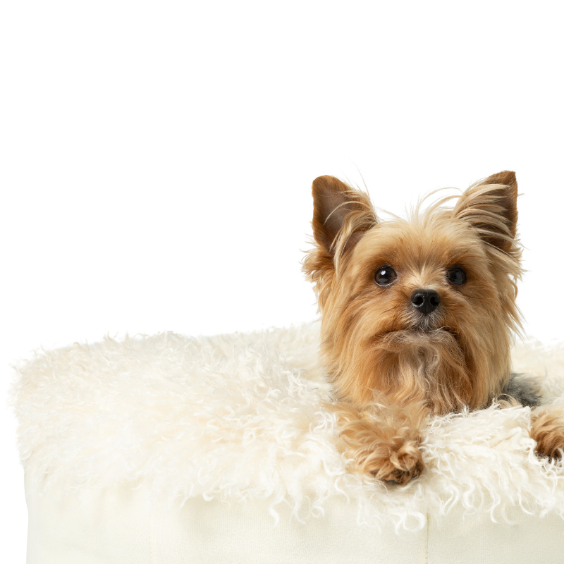 Small dog sitting on a fluffy white surface with a white background