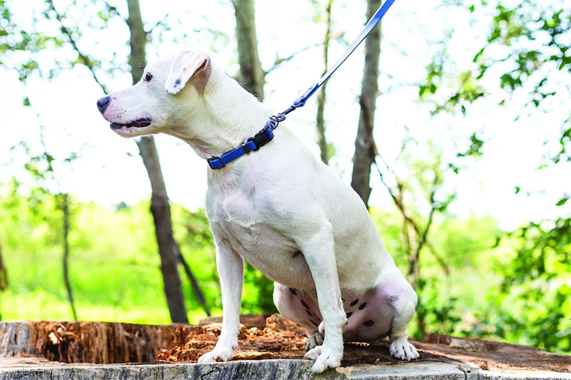 Waterproof Collar and 6' Leash Set For Dogs