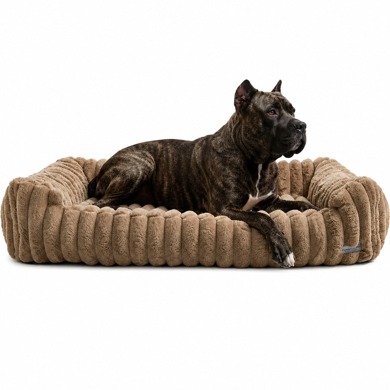 Large size mastiff breed dog lying on a XL beige pet bed with a white background