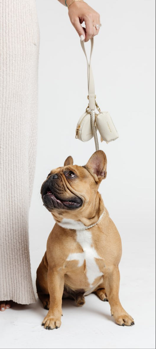 Frenchie with a beautiful chic dog leash, waste bag and matching treat pouch attached to the leash