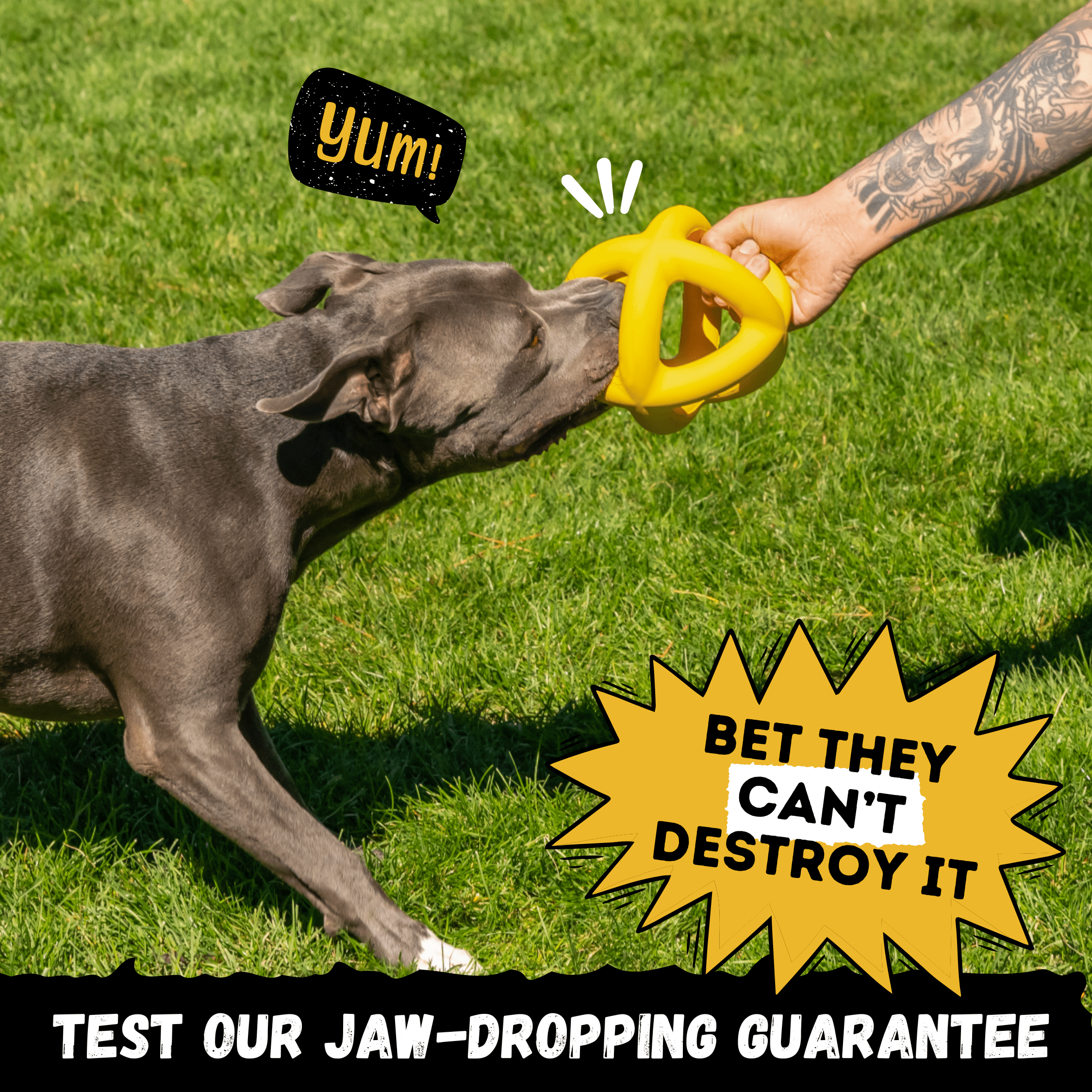Pitbull dog playing with a yellow toy held by a person on grass, with promotional text overlay.