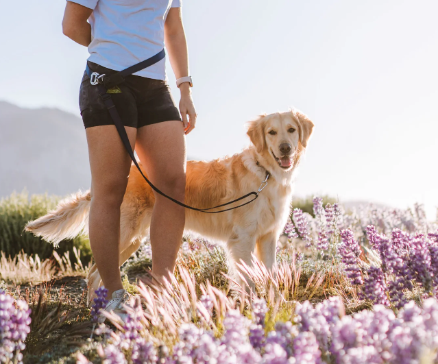 Person walking a dog in a field of purple flowers with hands-free leash on her hips