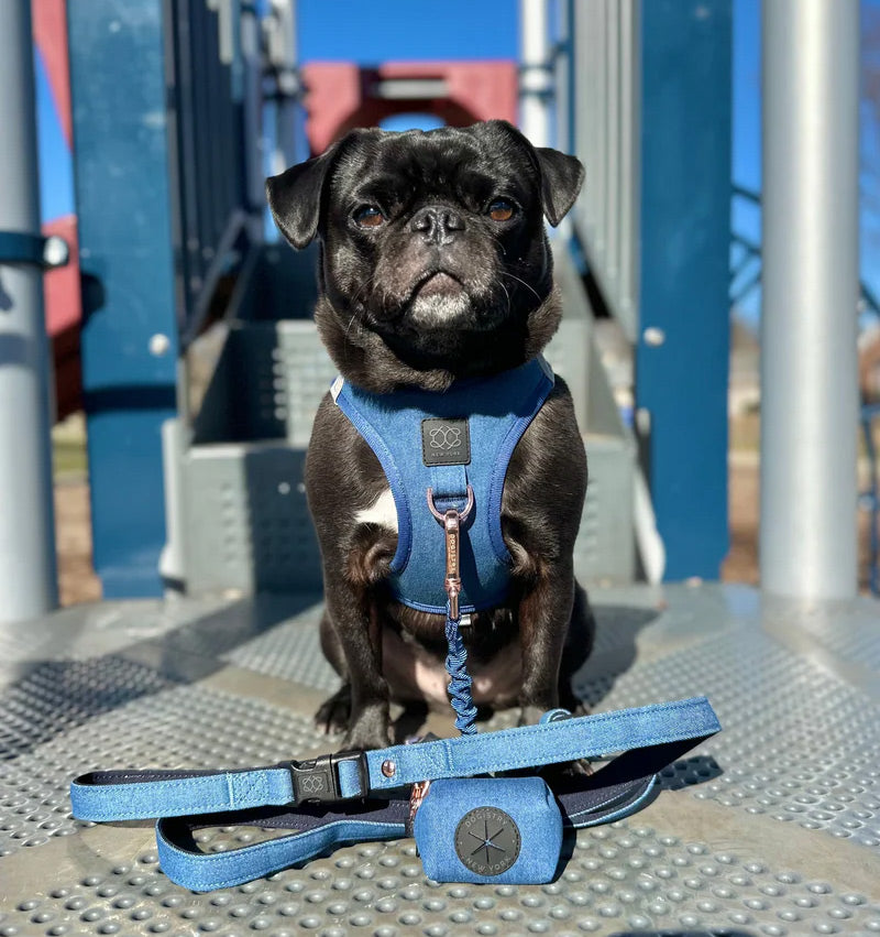 Black pug wearing a blue harness and leash on a playground structure