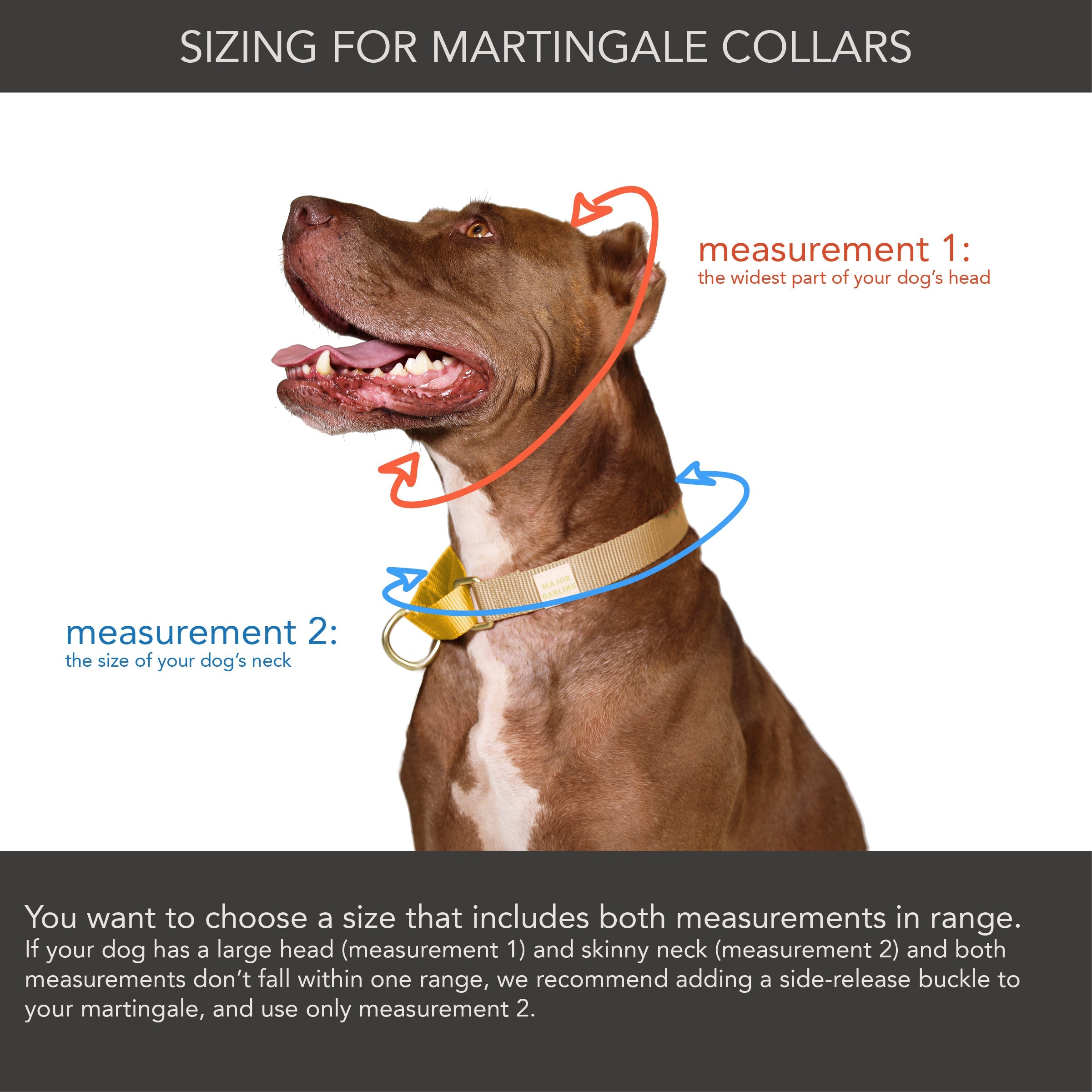 Martingale Dog Collar | Cobalt + Navy