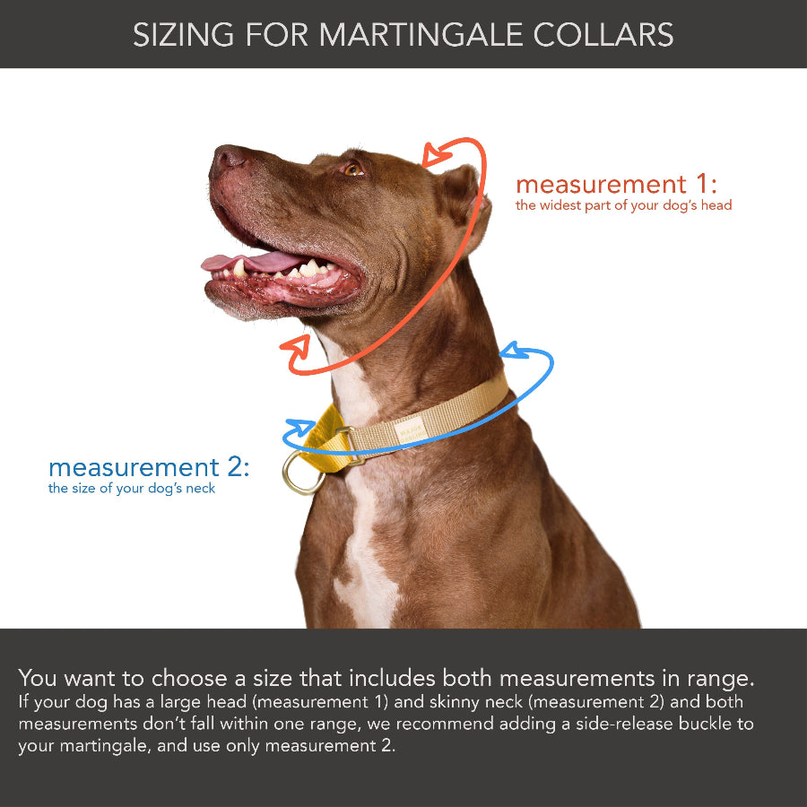 pitbull with a martingale training collar