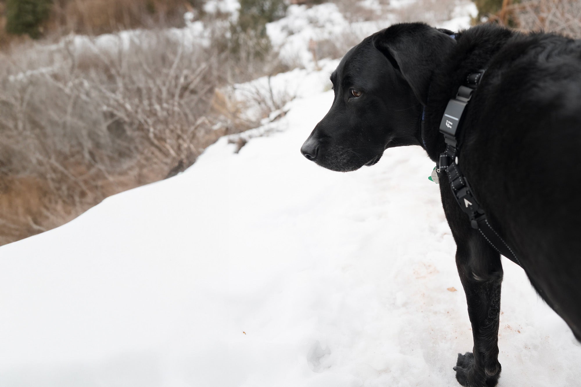 Fi Snap for Dog Collars