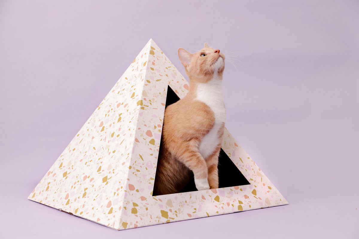 Cat standing inside a pyramid-shaped pet bed with a floral pattern on a light purple background