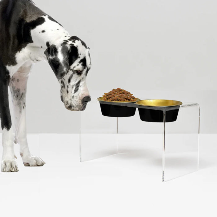 Grate dane extra large size dog with stainless steel bowls on a clear acrylic stand