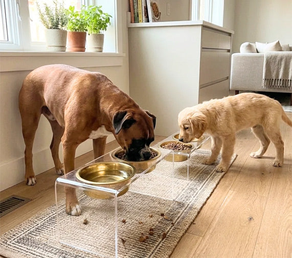 Elevated Double Pet Bowl Feeder with Gold Bowls