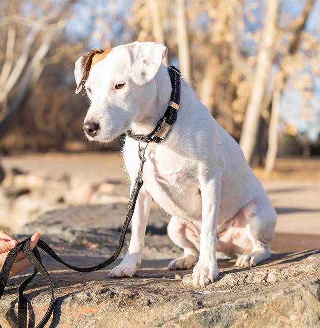 Quick-Release Style Leather Collar and Leash Set