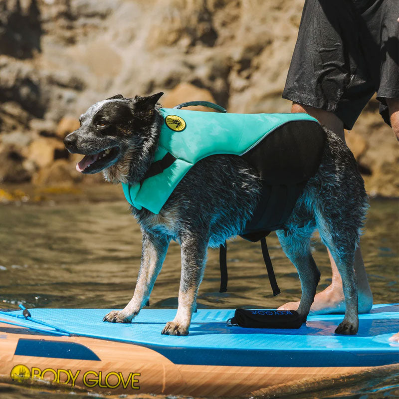 Australian shepherd in the lake with Body Glove teal color neoprene dog life jacket
