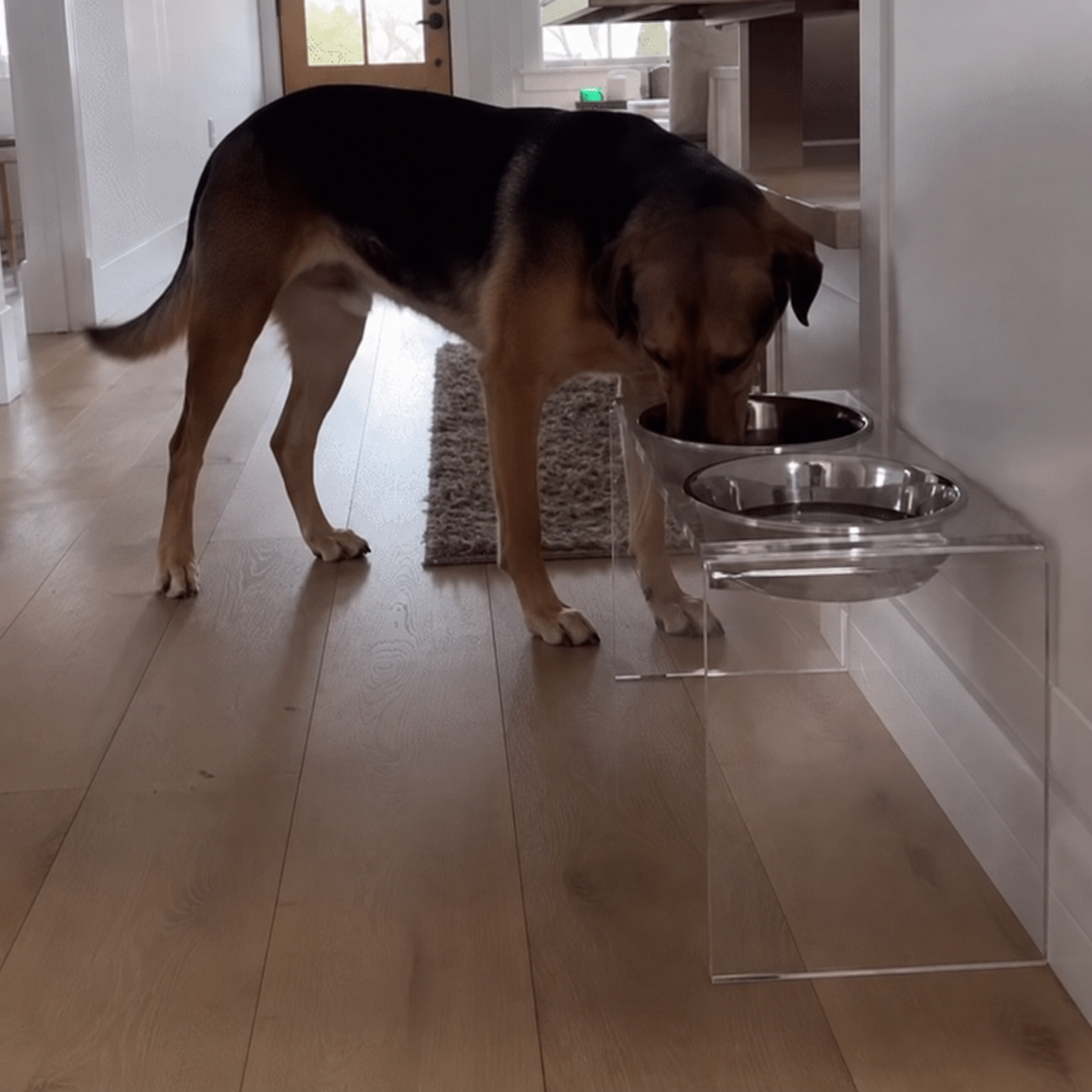 A German Shepherd large size dog eating from a stainless steel bowl mounted on a clear acrylic elevated feeder stand in a modern home