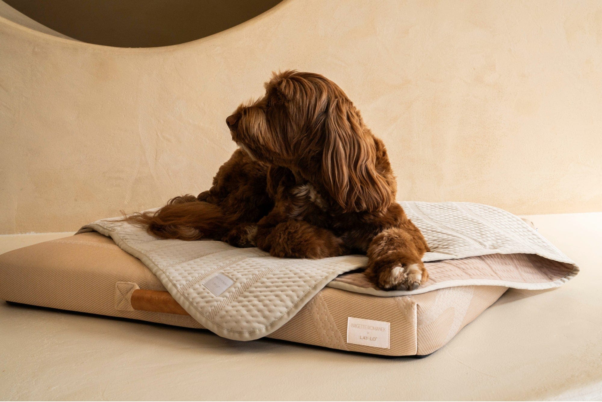 Luxury Pet Blanket by Brigette Romanek - Cream