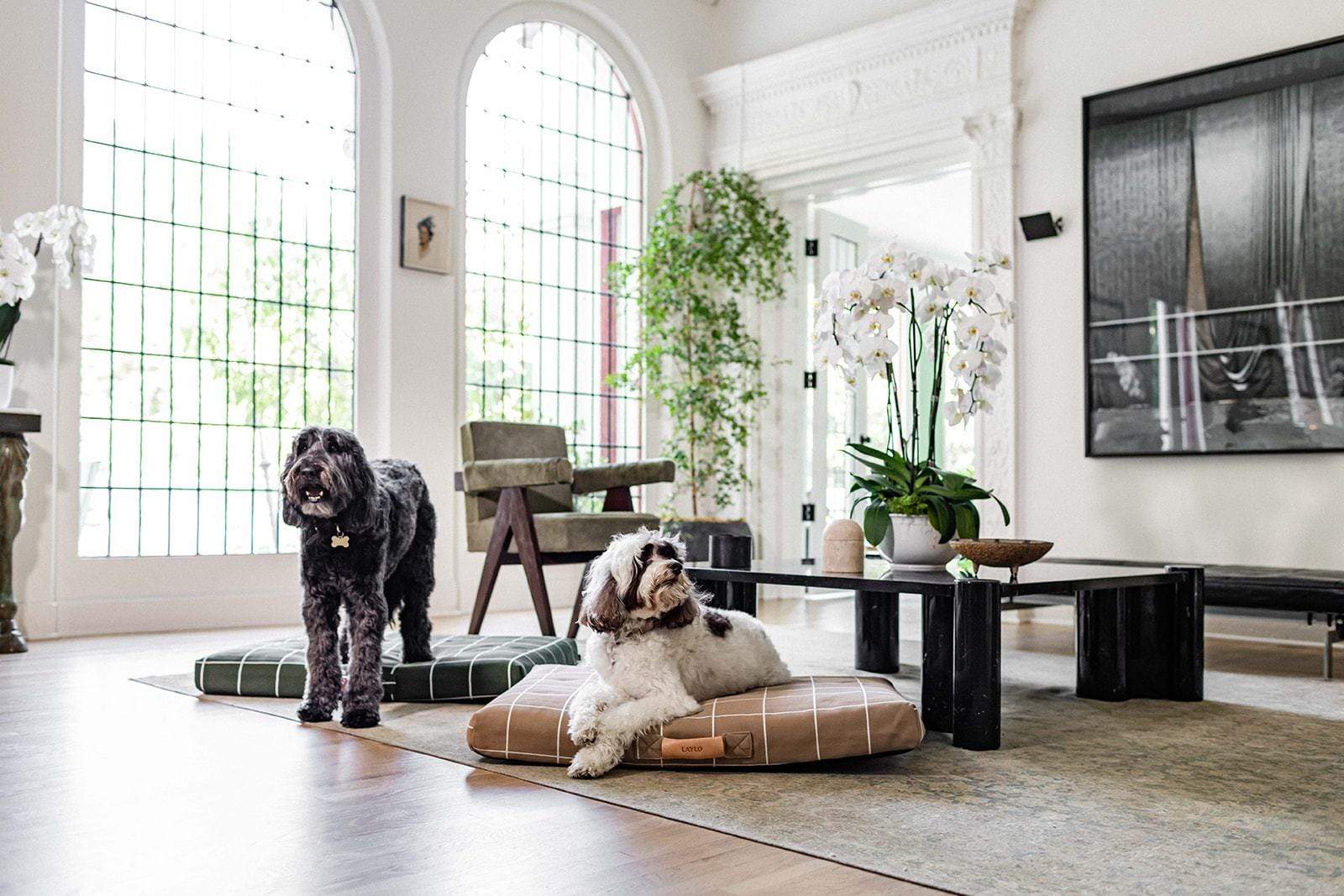 Two dogs on dog beds in a modern living room with large windows and decorative elements.