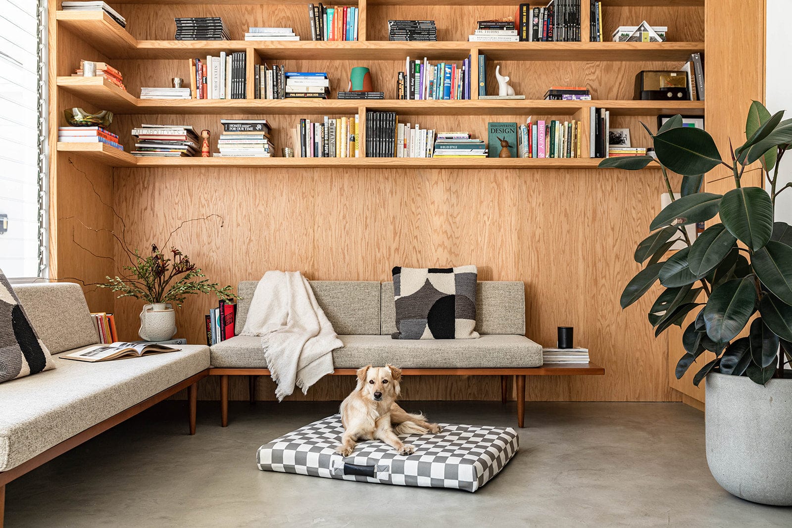 Large dog on a Lay Lo gray checkered mat in a living room with bookshelves and a sofa.