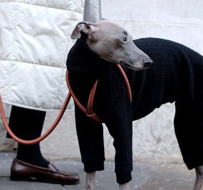 Italian hound wearing chic Boo oh Ray brown leather dog harness