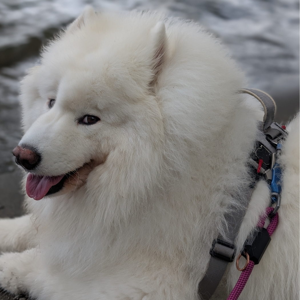 Magnetic 6-Foot Long Tough Dog Leash