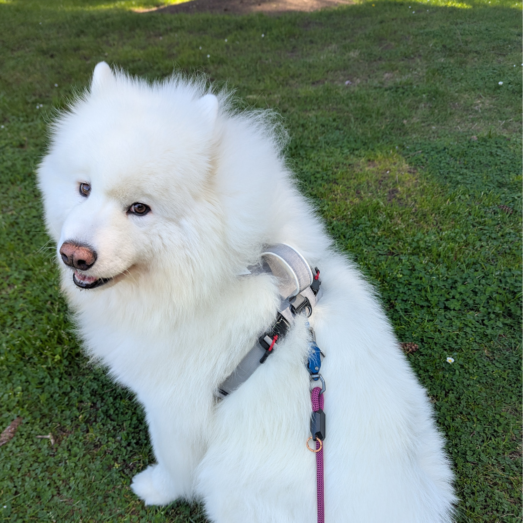 No-Pull Magnetic Dog Harness