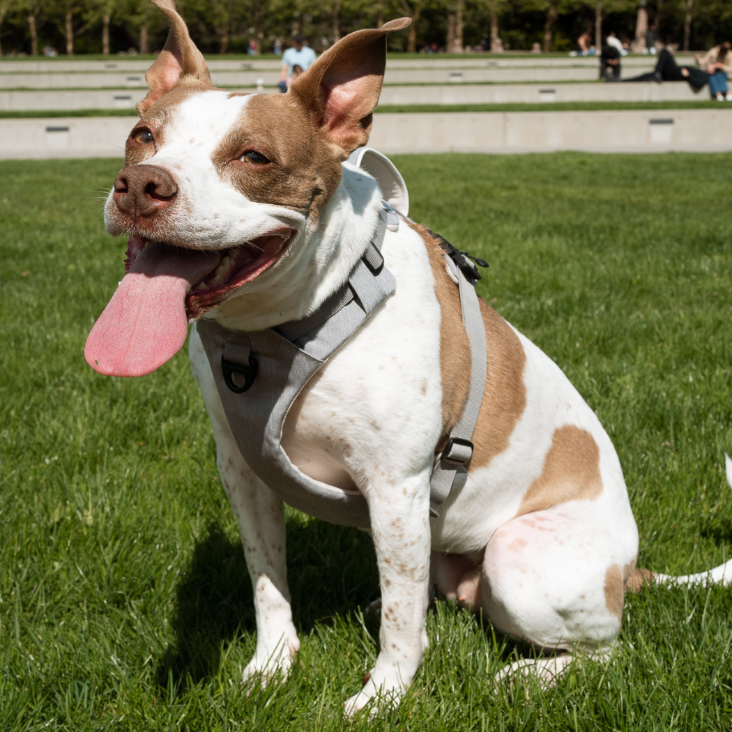 No-Pull Magnetic Dog Harness