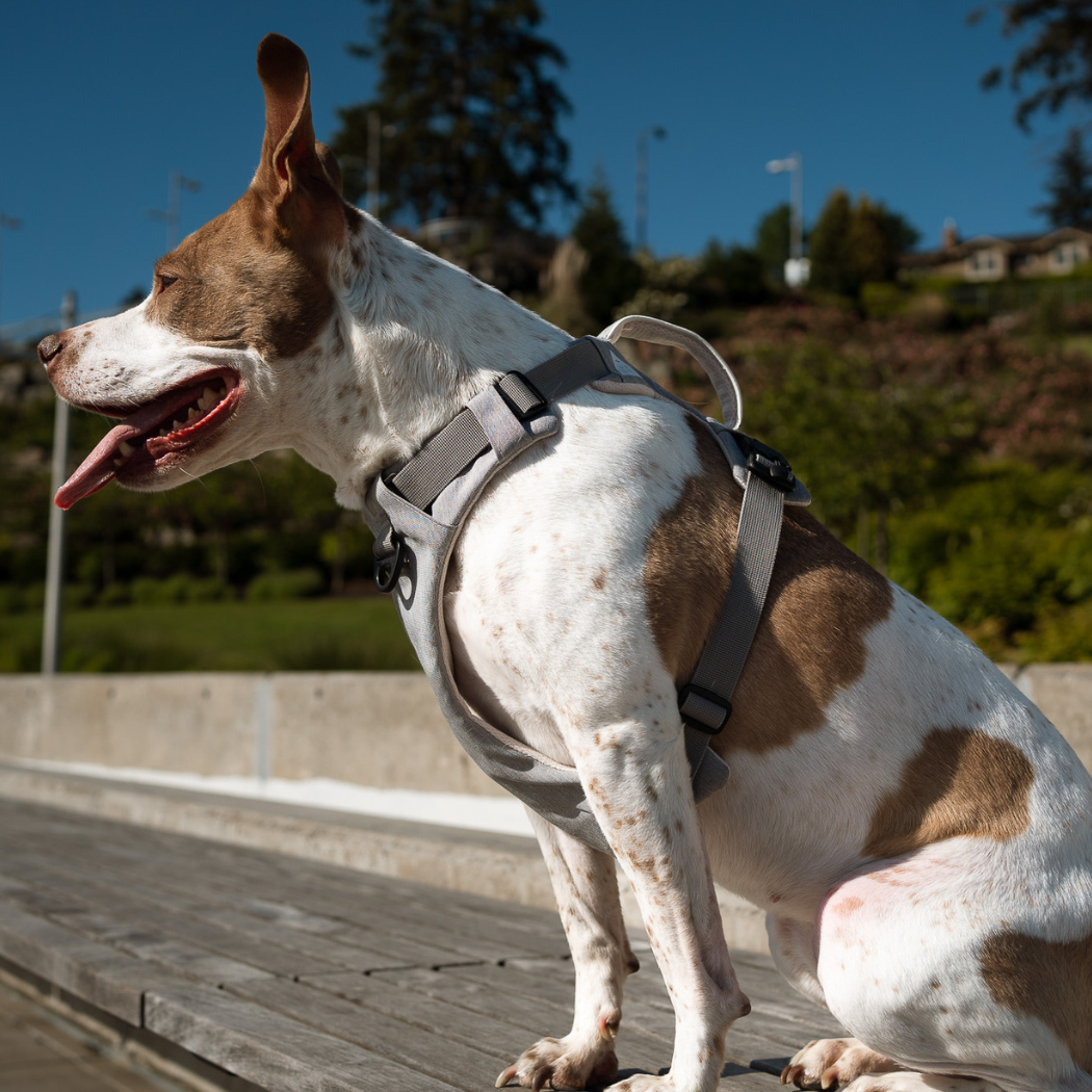 No-Pull Magnetic Dog Harness