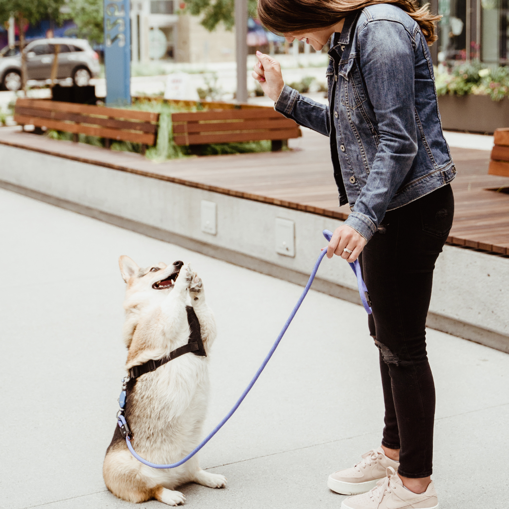 Magnetic 6-Foot Long Tough Dog Leash