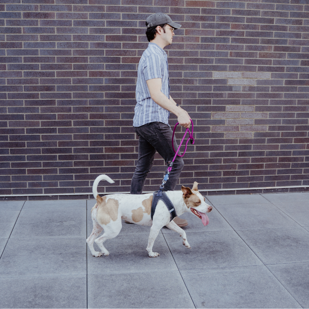 Magnetic 6-Foot Long Tough Dog Leash