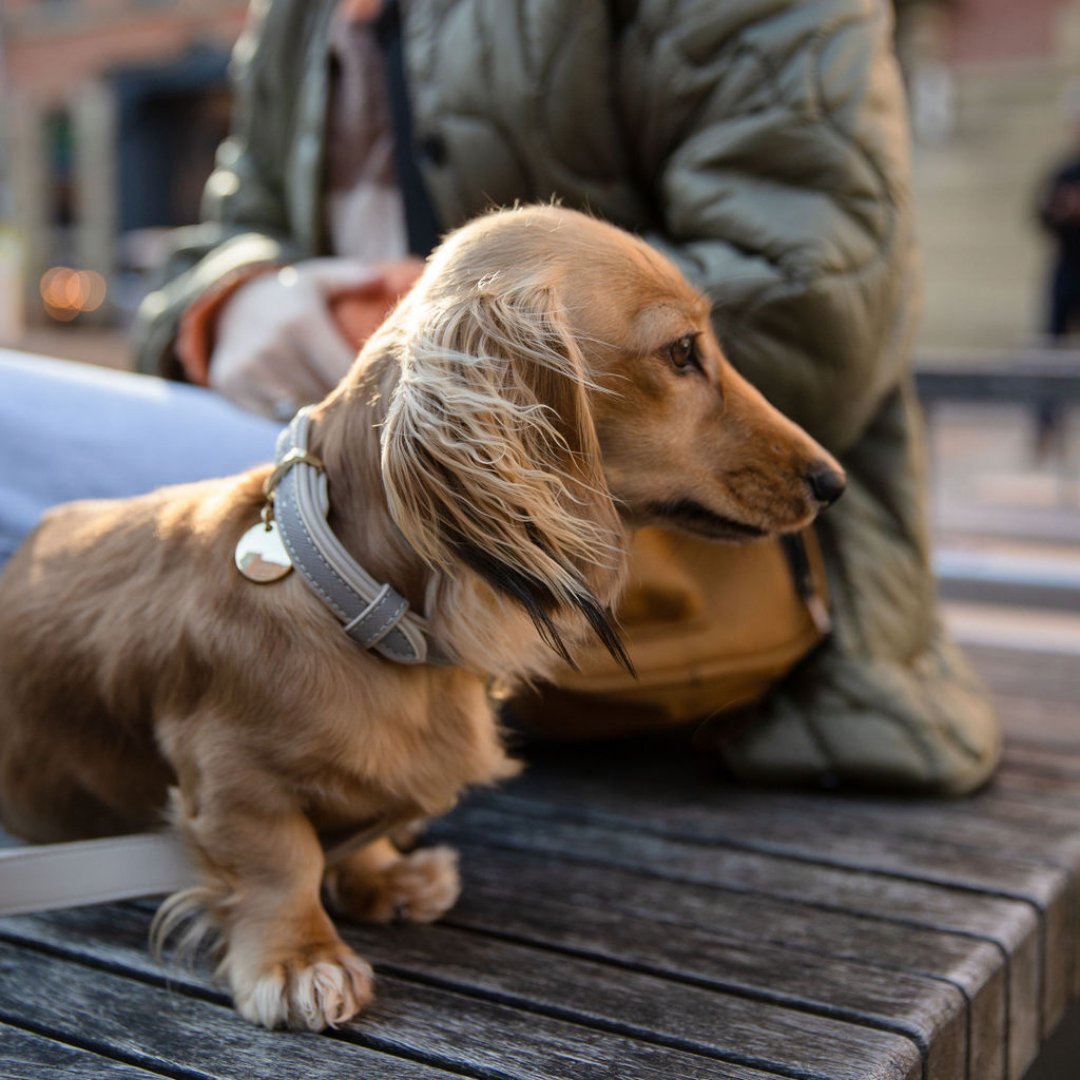 Dachshunds dog with a chic collar on a leash sitting on a wooden bench with a person in a green jacket in the background.