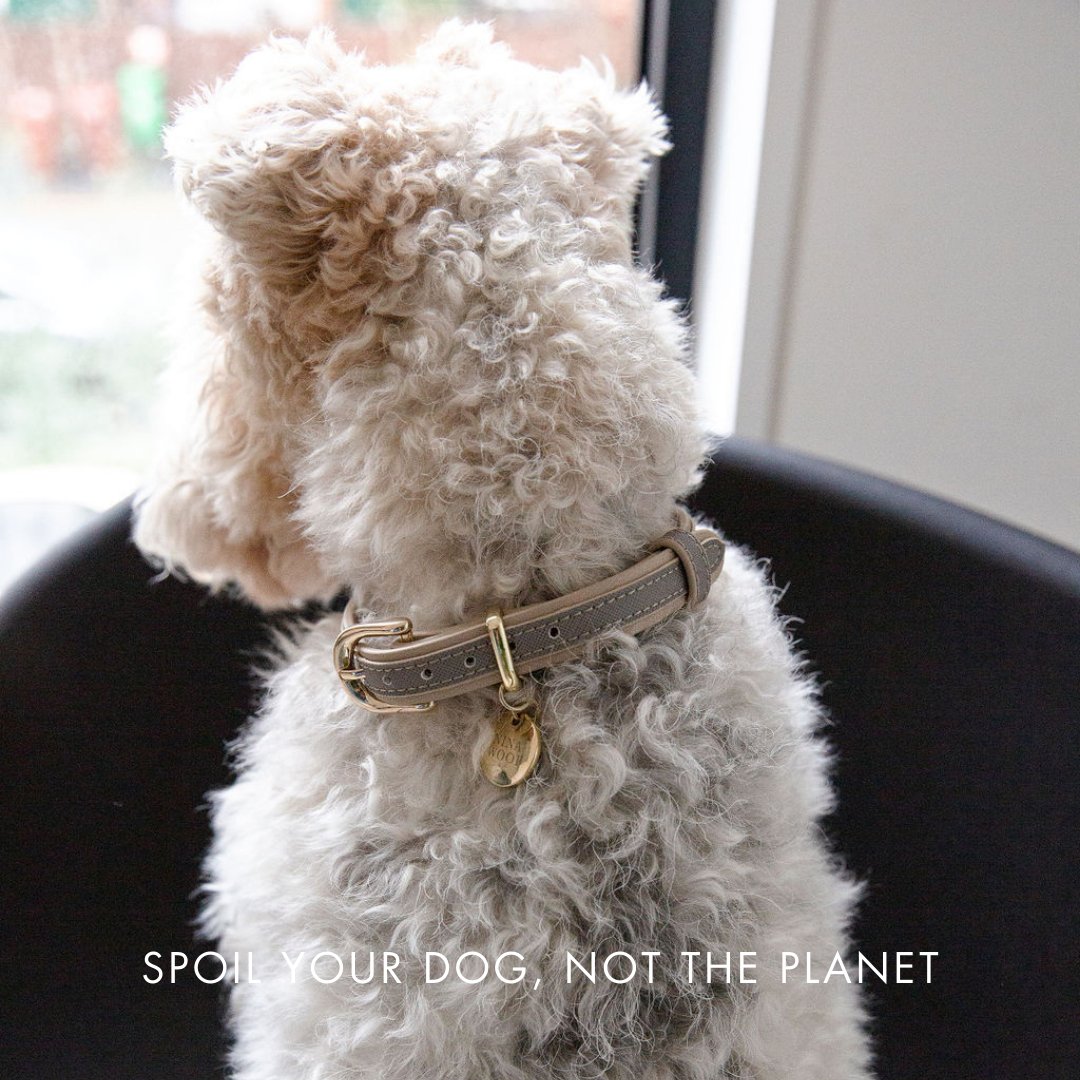 Fluffy dog wearing a collar with a text overlay 'Spoil your dog, not the planet'.