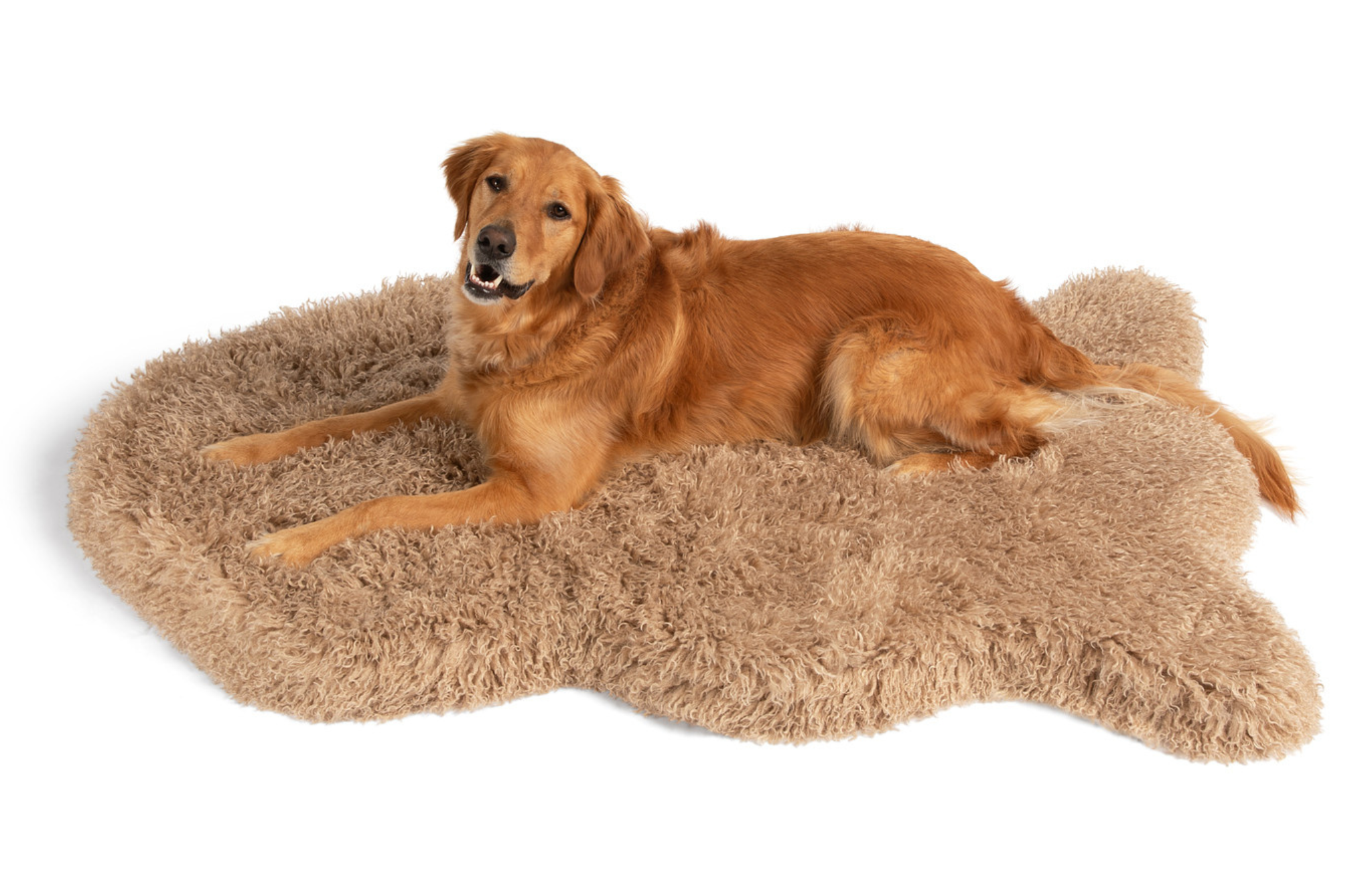 Large retriever breed dog lying on a bone-shaped fluffy pet bed in rug style