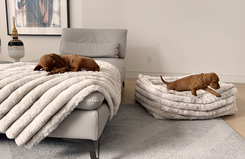 two puppies on luxurious soft bowsers dog bed and blanket