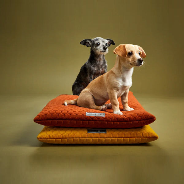 Two dogs sitting on a stack of orange and yellow pet cushions against a green background
