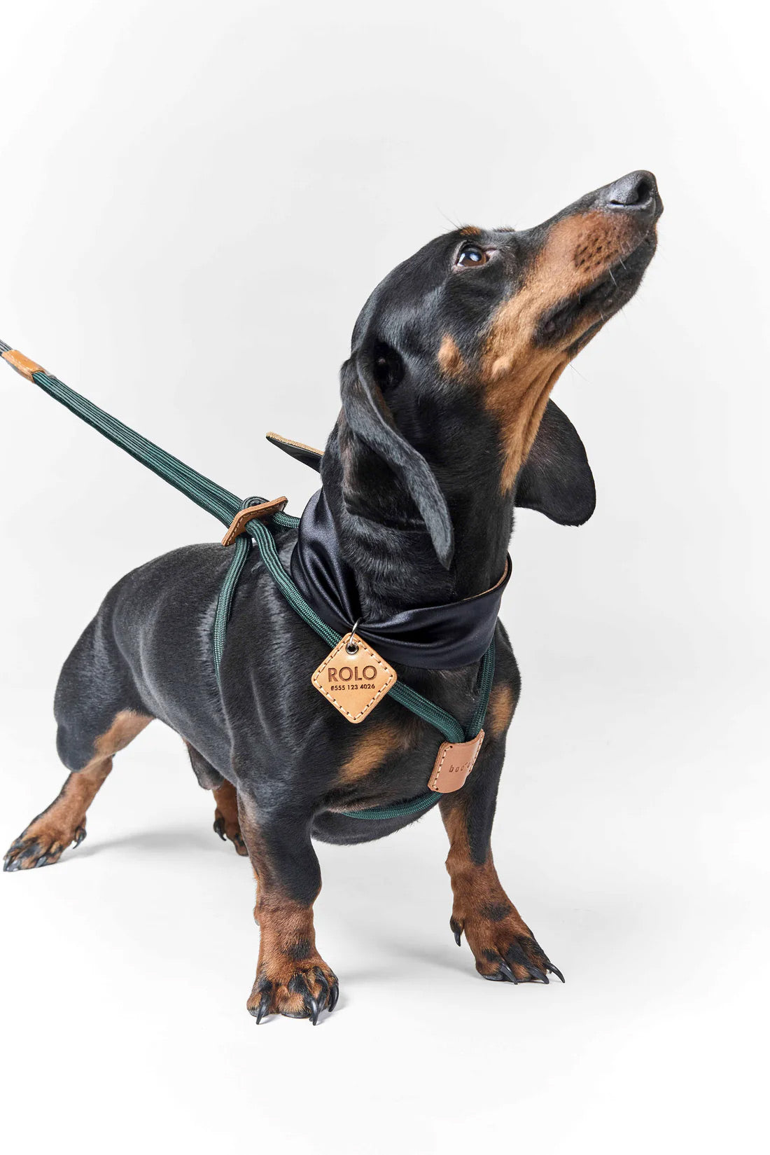 Ray All-In-One Rope Dog Harness & Leash – Handmade Silk Rope + Italian Leather