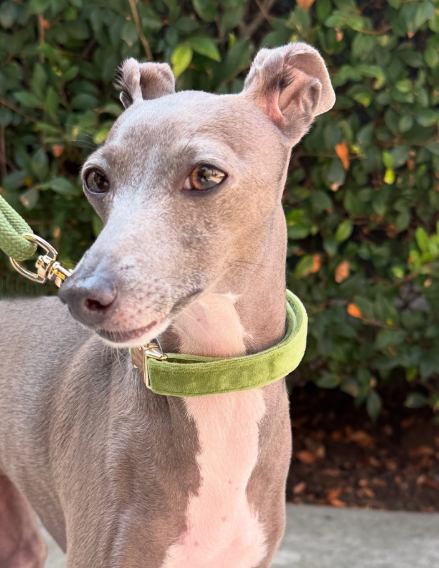 Luxury Velvet Dog Collar | Chic Green
