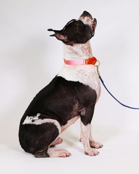 Martingale Training Collar For Pullers | Peach + Pink