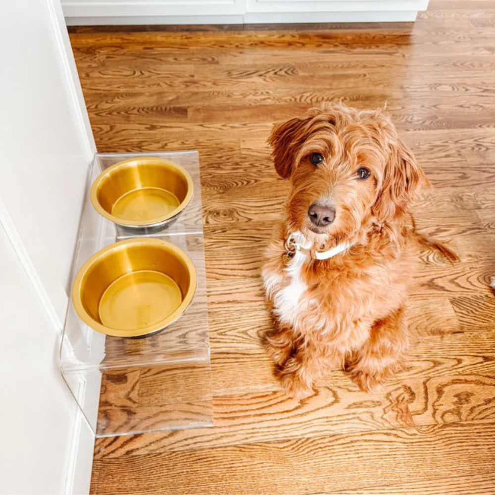 Brown labradoodle with medium size feeder with gold bowls and acrylic stand