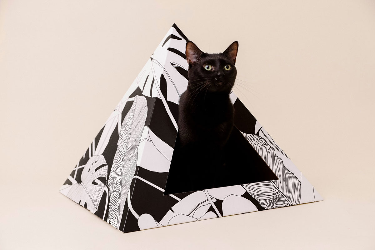 Black cat inside a geometric black and white patterned cardboard box on a beige background